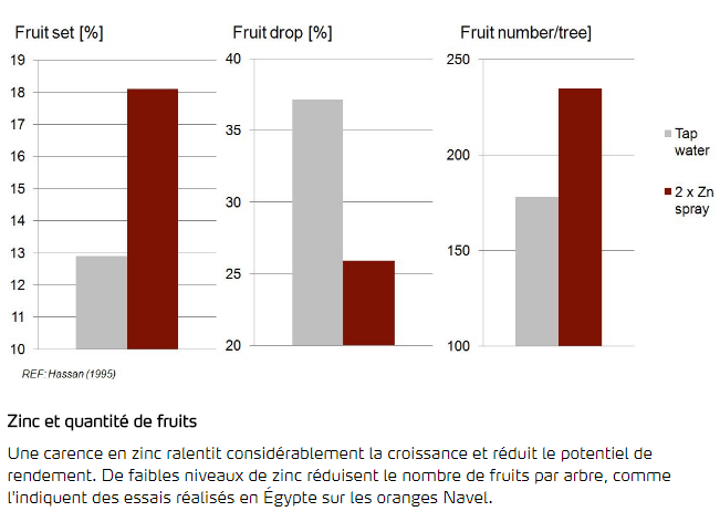 Zinc et quantité de fruits 